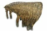 Woolly Mammoth Upper M Molar - North Sea Deposits #298474-4
